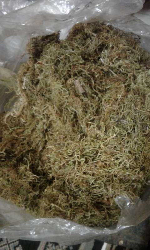 Large Bag of Sphagnum Moss for Flower Arranging