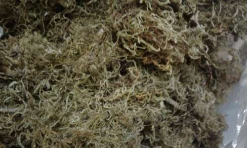 Large Bag of Sphagnum Moss for Flower Arranging