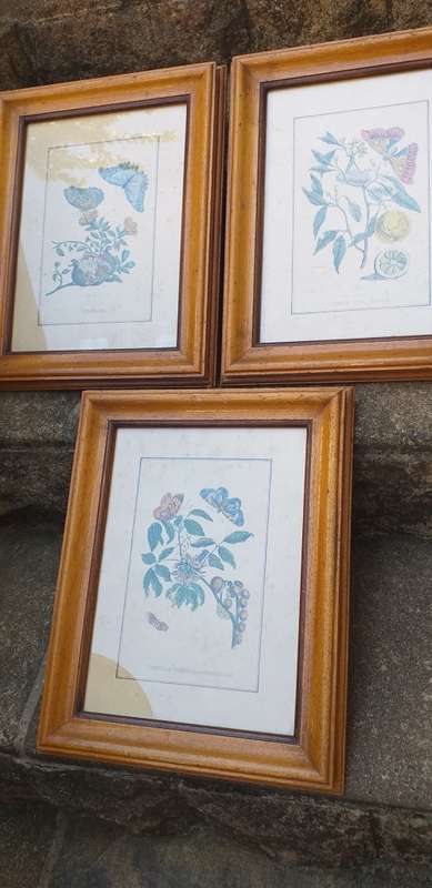 Set of 3 Framed Botanical Prints