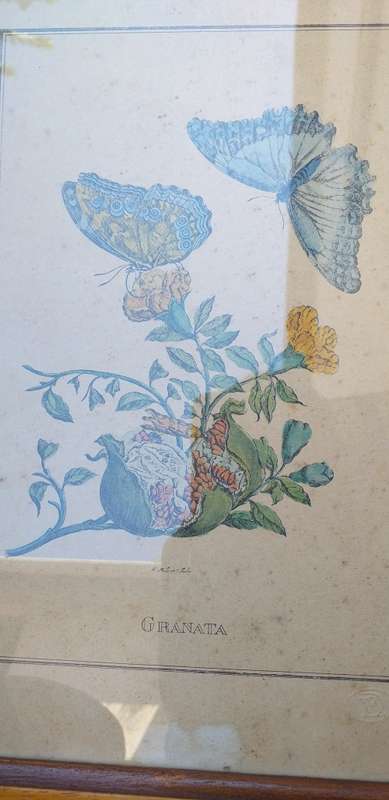 Set of 3 Framed Botanical Prints
