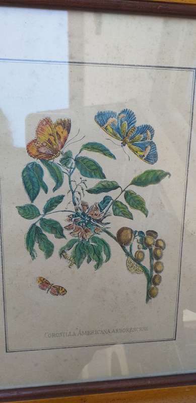 Set of 3 Framed Botanical Prints