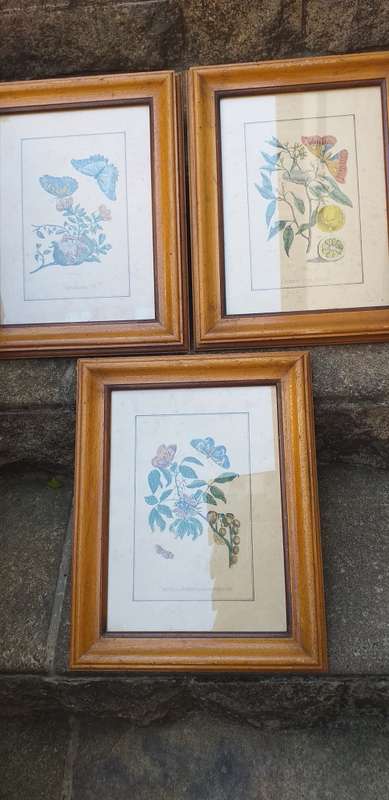 Set of 3 Framed Botanical Prints
