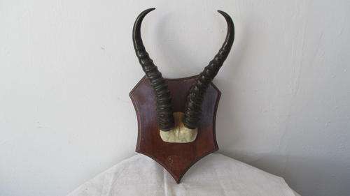 SPRINGBOK HORINGS.