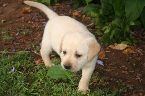 Labrador Puppies