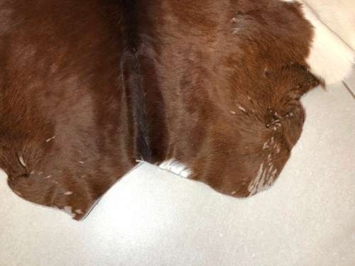 COW HIDE - ANIMAL SKIN -  100x90cm