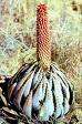 100 Aloe Peglerae Seeds