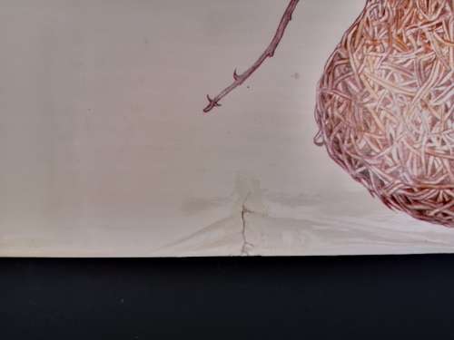 Trees, Shrubs and Birds of Unisarand: Bome, Struike en Voels van Unisarand By B.P. Barkhuizen