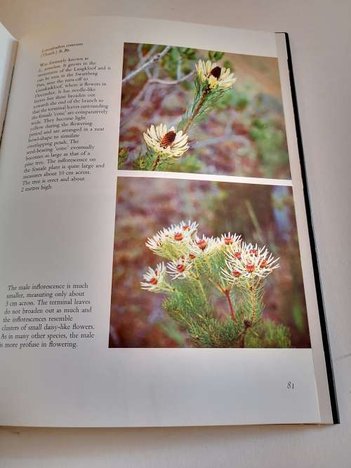 The Proteaceae of South Africa by Frank Rousseau