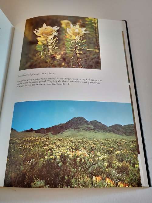 The Proteaceae of South Africa by Frank Rousseau
