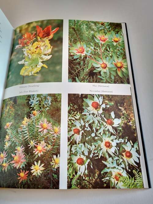 The Proteaceae of South Africa by Frank Rousseau