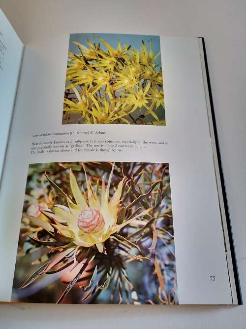 The Proteaceae of South Africa by Frank Rousseau