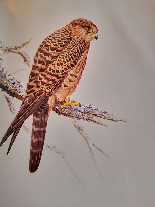 The Falcons of the World by Tom J Cade and R David Digby