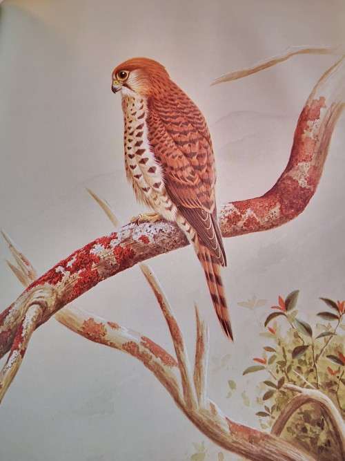 The Falcons of the World by Tom J Cade and R David Digby