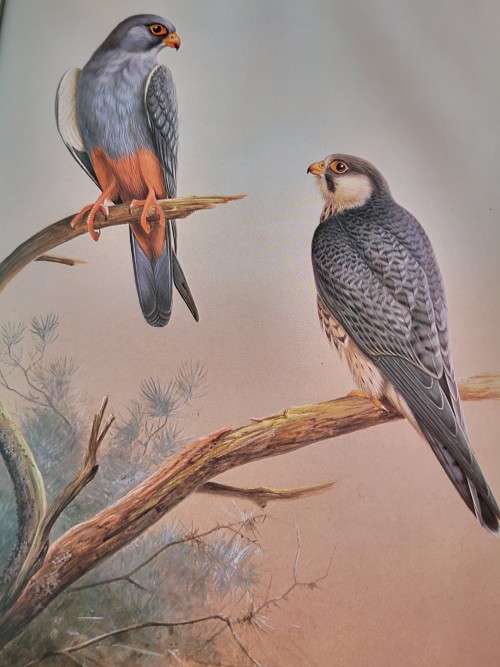 The Falcons of the World by Tom J Cade and R David Digby