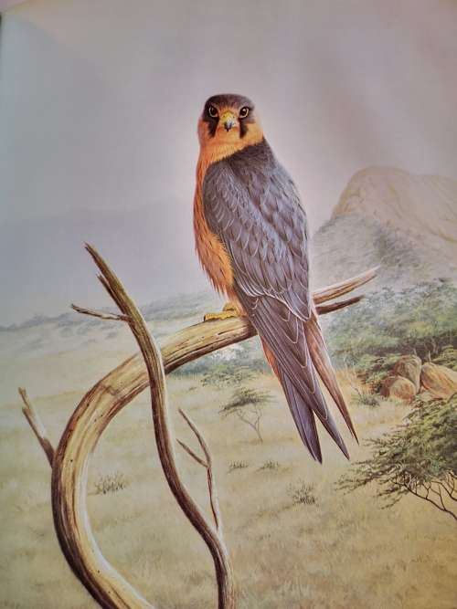 The Falcons of the World by Tom J Cade and R David Digby
