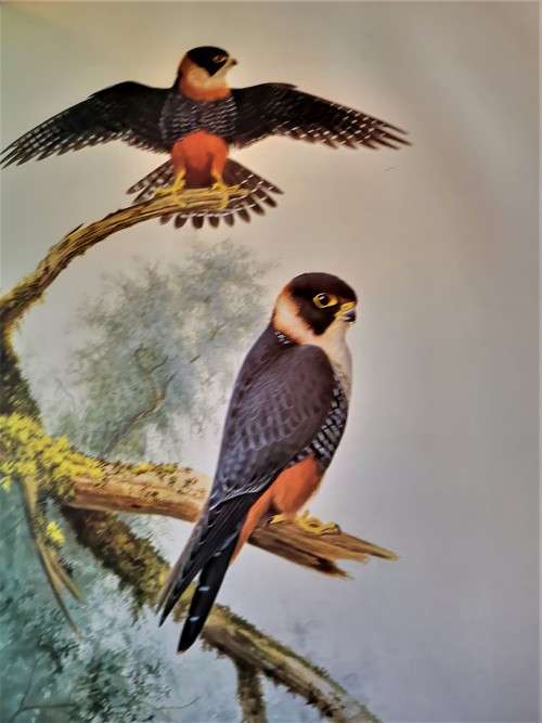 The Falcons of the World by Tom J Cade and R David Digby