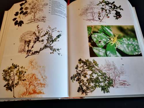 Trees of Southern Africa by Keith Coates Patgrave