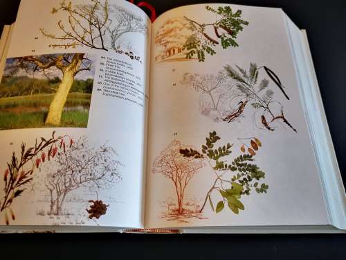 Trees of Southern Africa by Keith Coates Patgrave