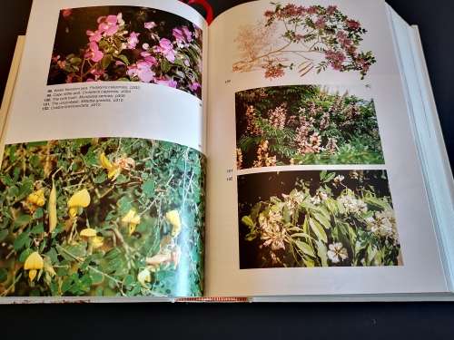 Trees of Southern Africa by Keith Coates Patgrave
