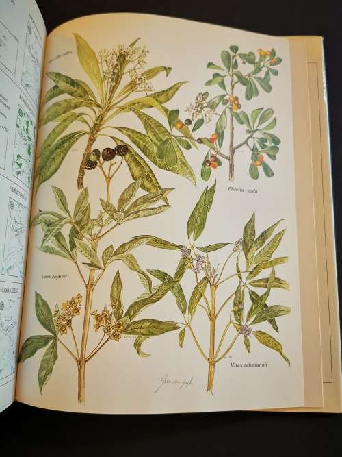 Trees and Shrubs of the Witwatersrand Magaliesburg and Pilansburg by Joan van Gogh and John Anderson