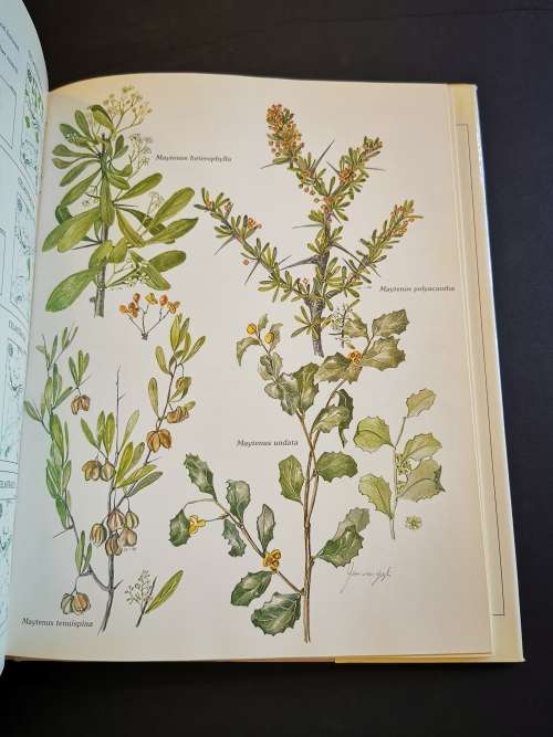 Trees and Shrubs of the Witwatersrand Magaliesburg and Pilansburg by Joan van Gogh and John Anderson