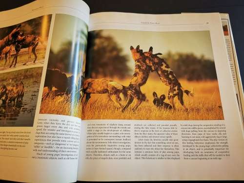 Running Wild: Dispelling the Myths of the African Wild Dog by John Mc Nutt and Lesley Boggs