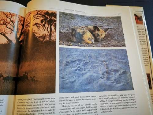 Running Wild: Dispelling the Myths of the African Wild Dog by John Mc Nutt and Lesley Boggs