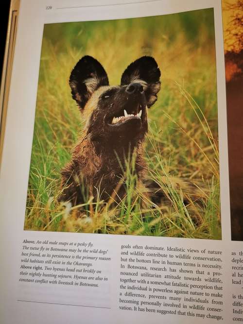 Running Wild: Dispelling the Myths of the African Wild Dog by John Mc Nutt and Lesley Boggs