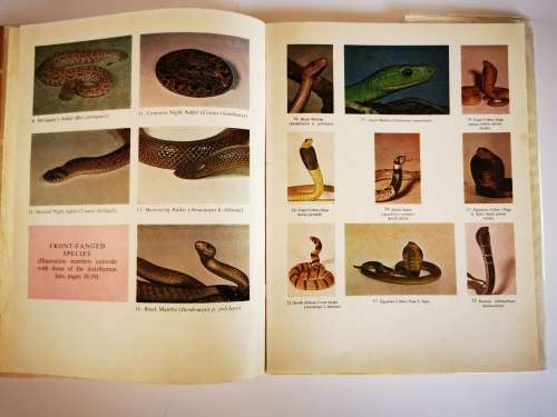 Poisonous Snakes of Southern Africa and Treatment of Snakebite by John Visser
