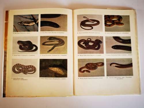 Poisonous Snakes of Southern Africa and Treatment of Snakebite by John Visser