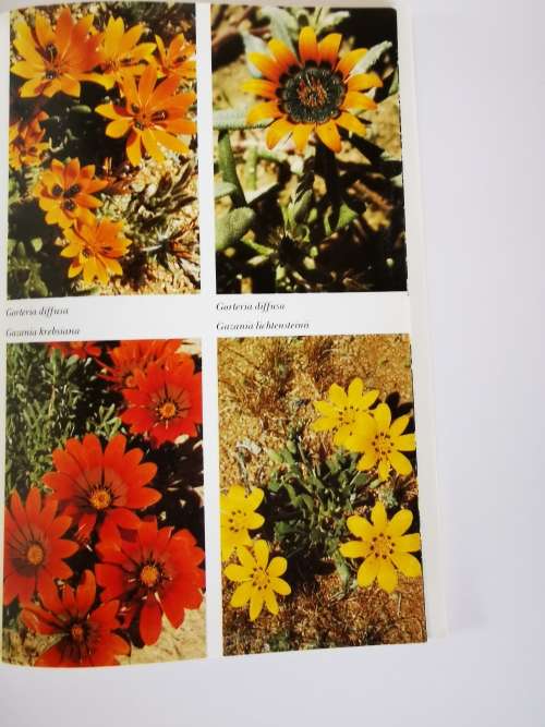Namaqualand and Clanwilliam South African Wild Flower Guide