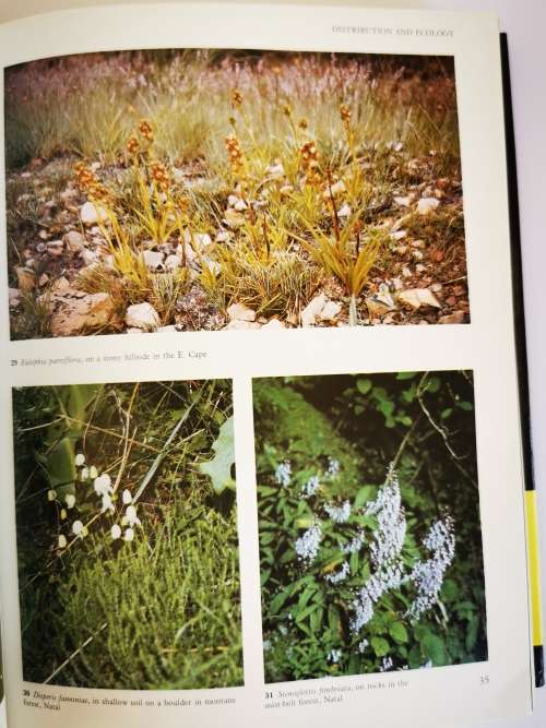 Wild Orchids of Southern Africa by Joyce Stewart and H.P. Linder