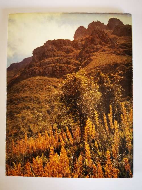 Wild Flowers of the Fairest Cape by Jackson
