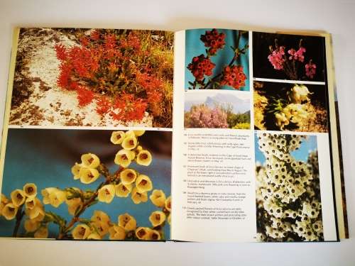 Wild Flowers of the Fairest Cape by Jackson