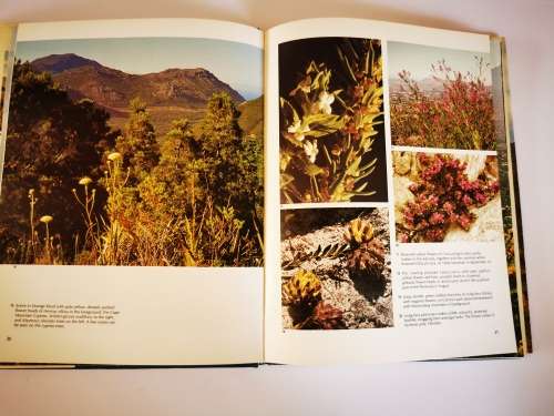 Wild Flowers of the Fairest Cape by Jackson