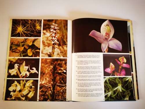 Wild Flowers of the Fairest Cape by Jackson