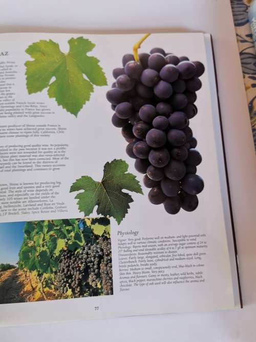 New World of Wine from the Cape of Good Hope by Phyllis Hands and Dave Hughs