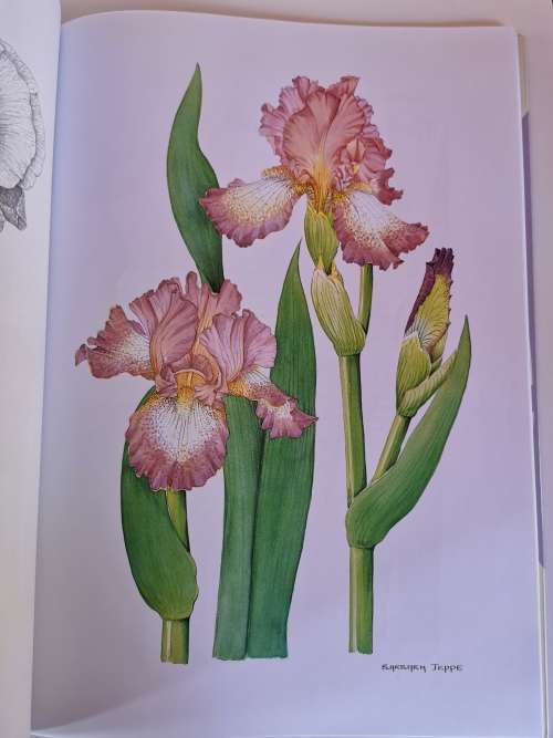 Irises by Barbara Jeppe