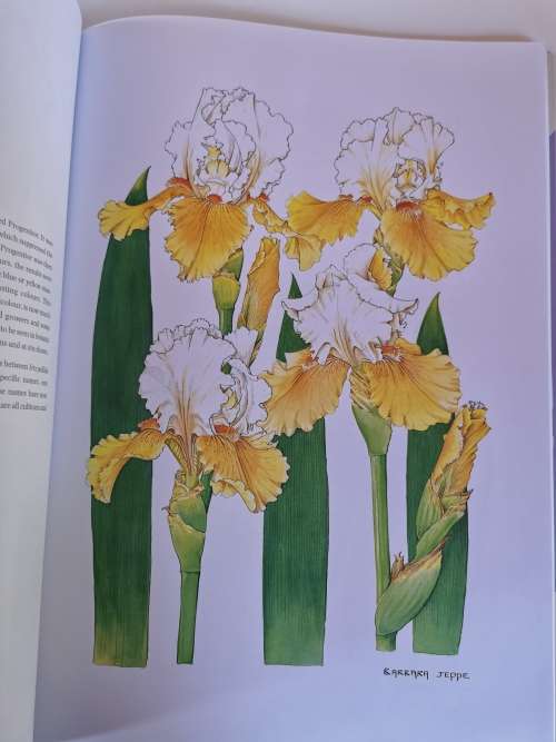 Irises by Barbara Jeppe