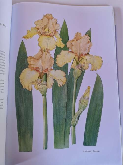 Irises by Barbara Jeppe