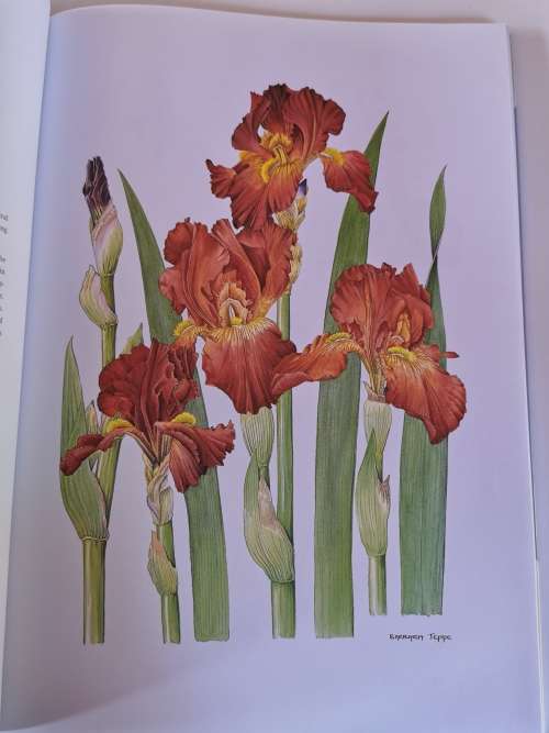 Irises by Barbara Jeppe