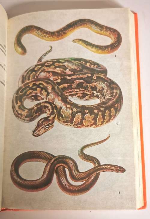 A Field Guide to the Snakes of Southern Africa by V.F.M. FitzSimons