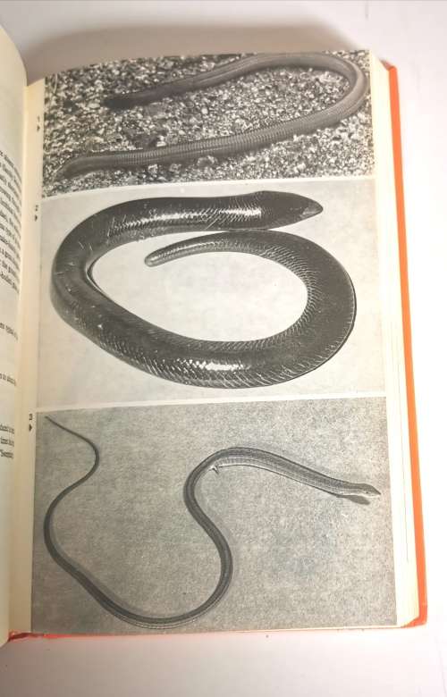 A Field Guide to the Snakes of Southern Africa by V.F.M. FitzSimons