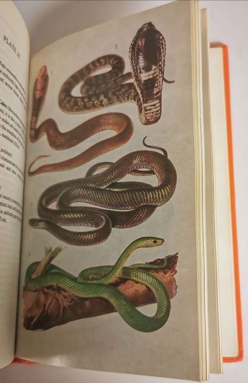 A Field Guide to the Snakes of Southern Africa by V.F.M. FitzSimons