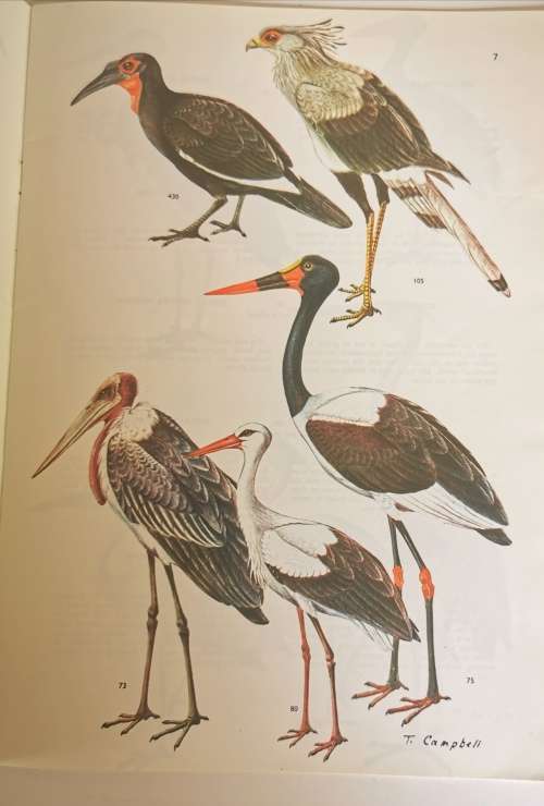 Birds Voels of the Kruger and other National Parks Vol I