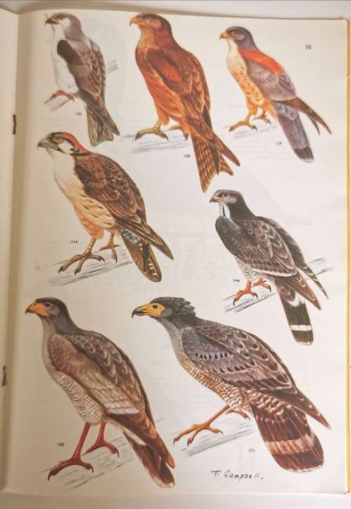 Birds Voels of the Kruger and other National Parks Vol I
