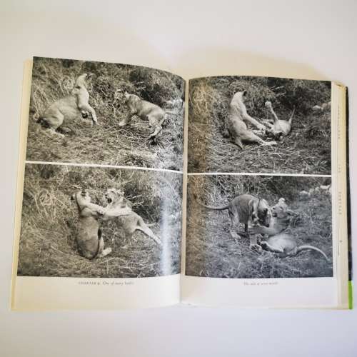 Living Free The Story of Elsa and her Cubs by Joy Adamson