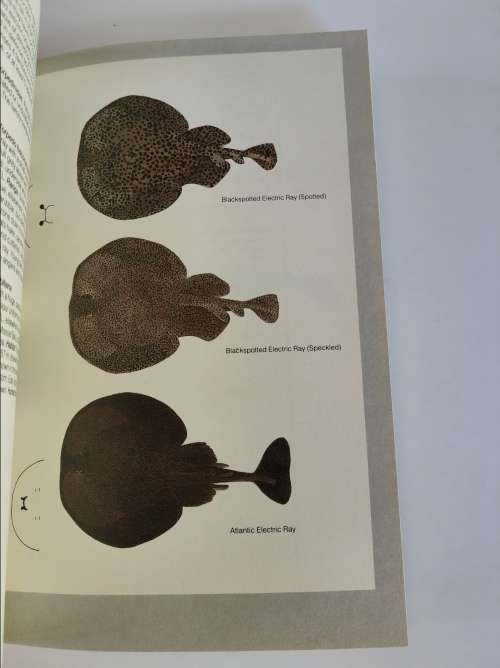 GUIDE TO THE SHARKS AND RAYS OF SOUTHERN AFRICA - F J V COMPAGNO, D A EBERT, M J SMALE