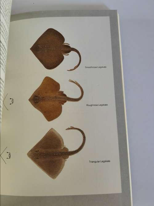 GUIDE TO THE SHARKS AND RAYS OF SOUTHERN AFRICA - F J V COMPAGNO, D A EBERT, M J SMALE