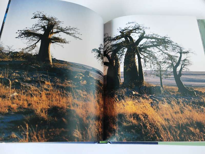The Remarkable Boabab by Thomas Packenham